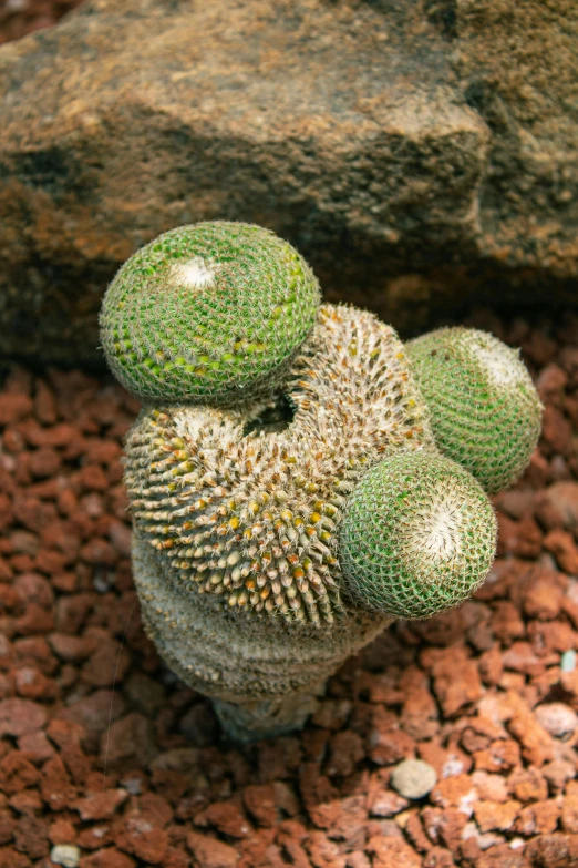 small green objects resting on top of dirt in a rocky area