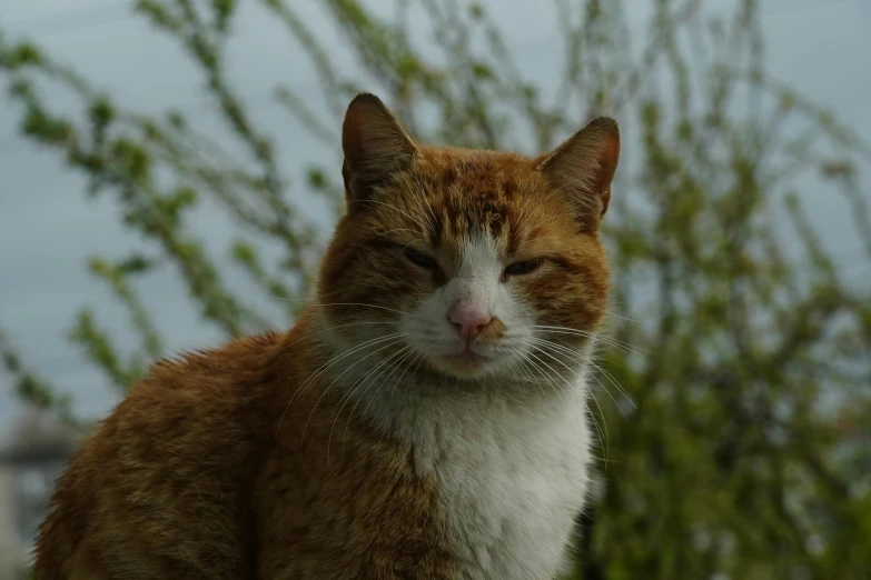 an orange and white cat resting on top of a wooden table