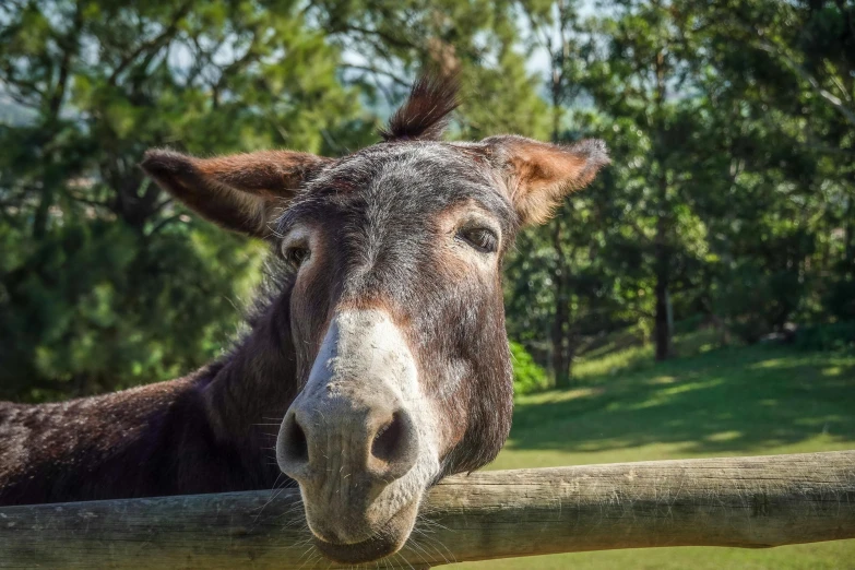 a donkey with it's head peering over a fence
