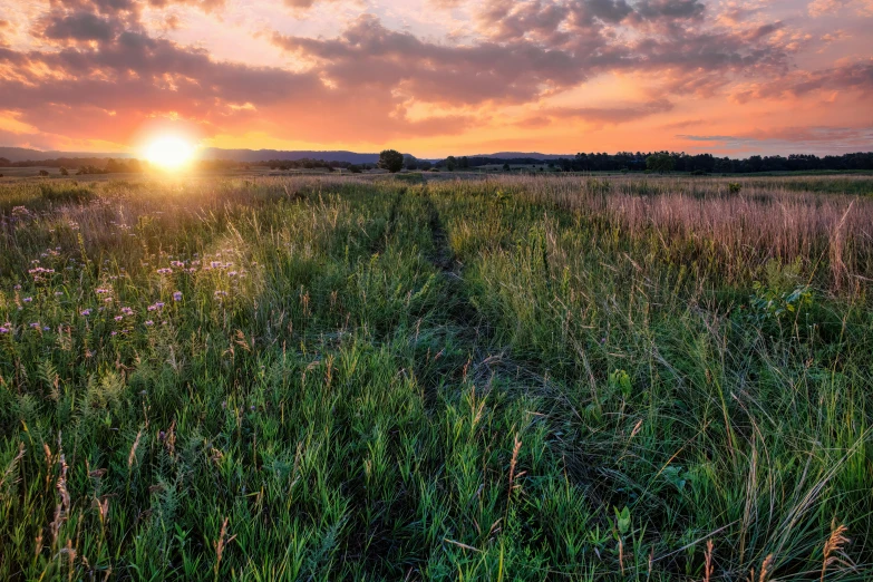 sunset over a field with grass growing in it