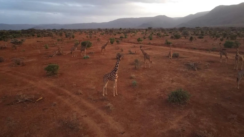 aerial view of giraffes in brown desert area