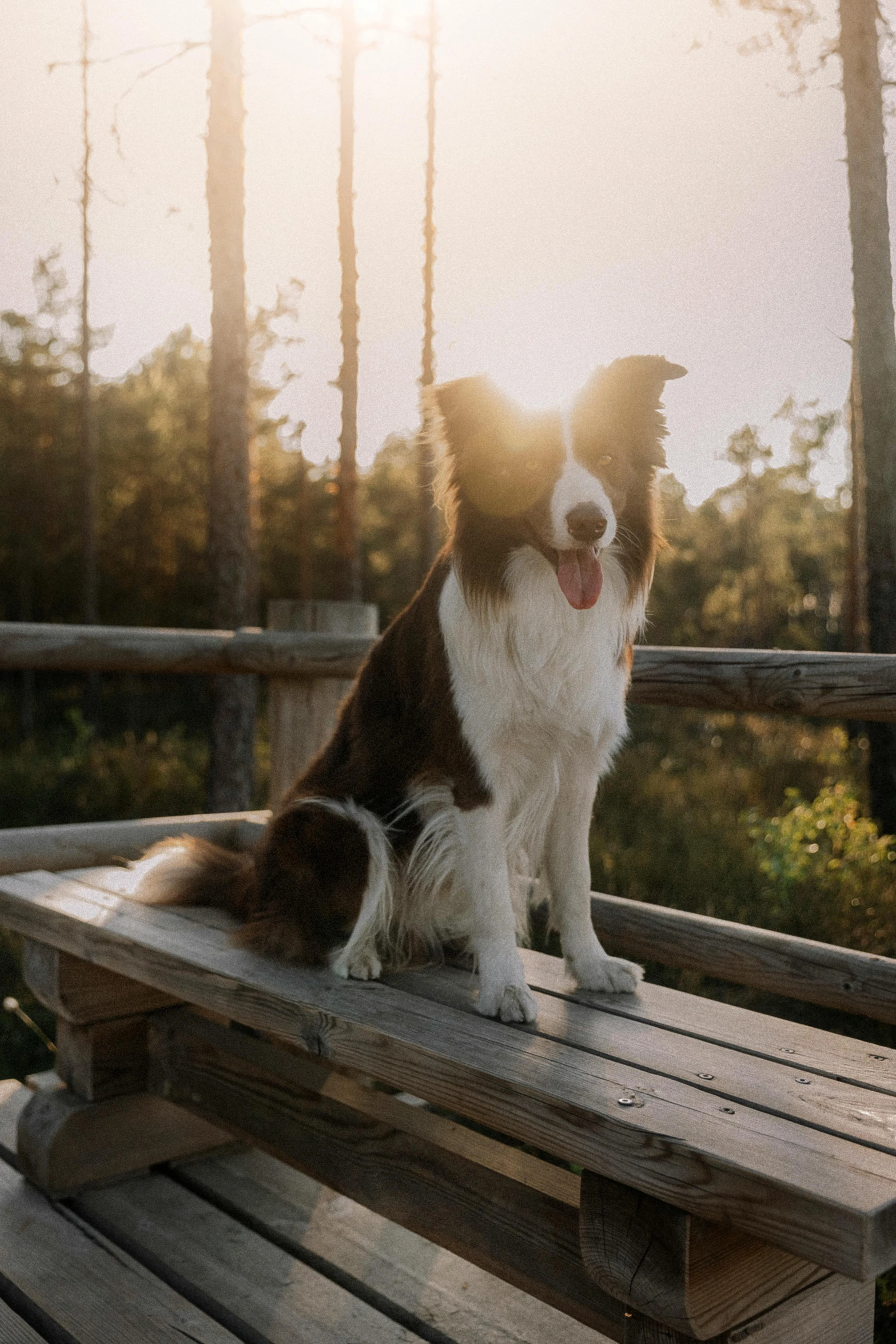 there is a dog sitting on the bench by itself