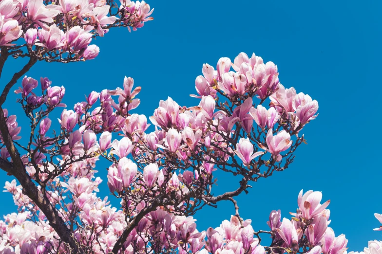 pink flowers growing on a tree against a blue sky