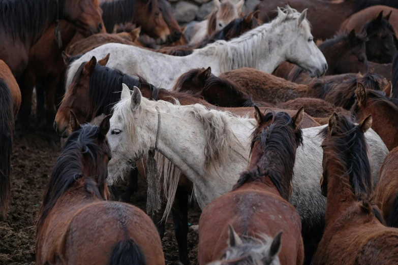 a group of horses are walking in the mud