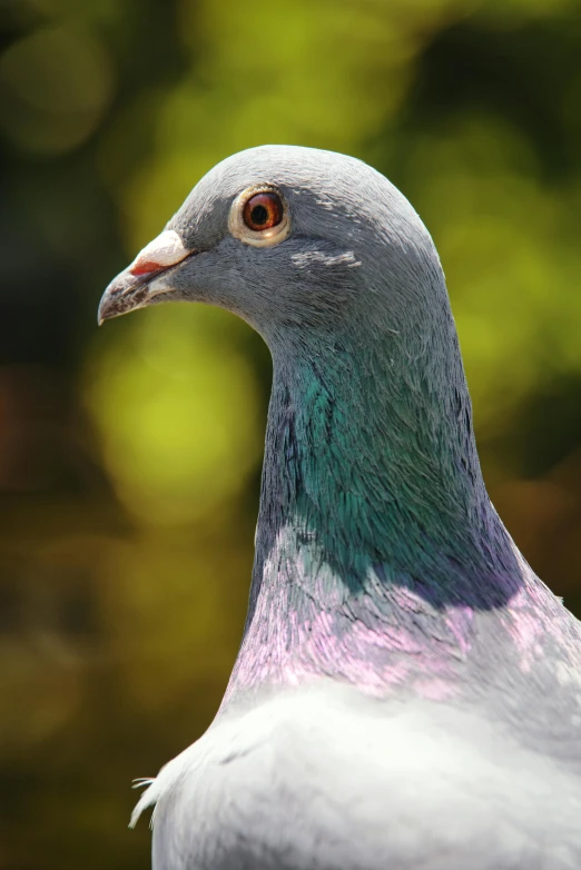 a bird with a blue head is standing