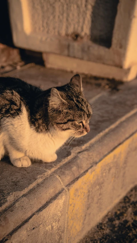 the cat is sitting on the sidewalk staring