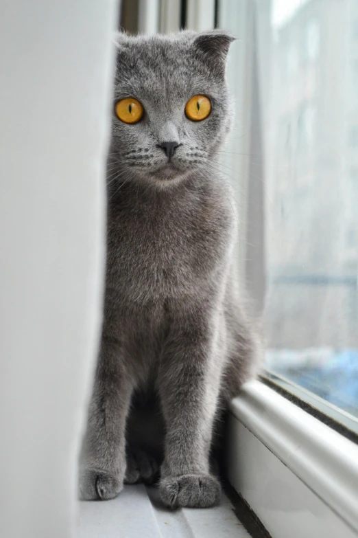 a small gray kitten with yellow eyes stands on the window sill