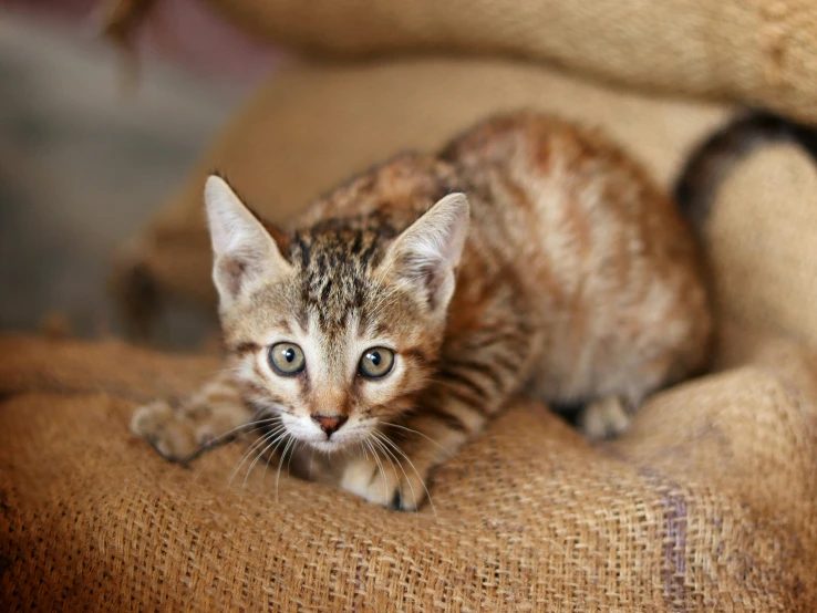 a kitten with blue eyes is laying on a brown sofa