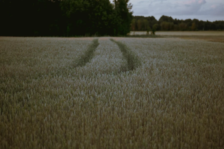 two lines drawn in the middle of a large wheat field