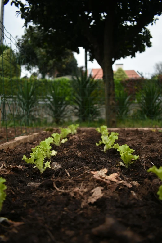 many green lettuce in a garden bed on the ground