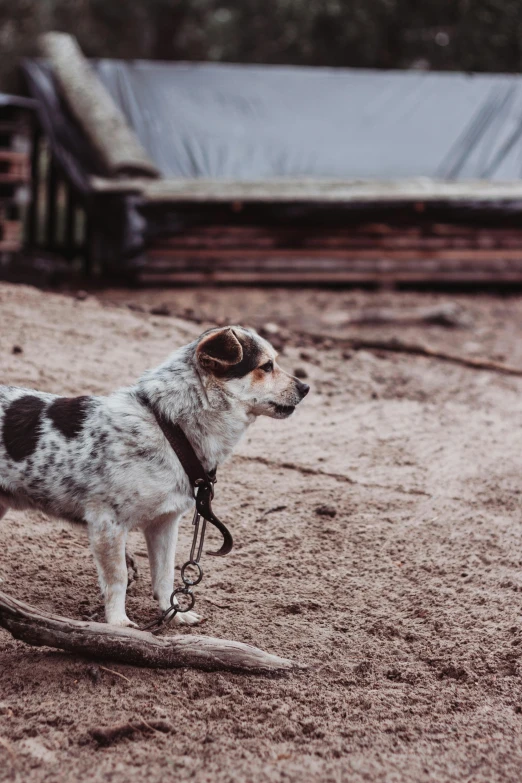 a little dog that is walking in the sand