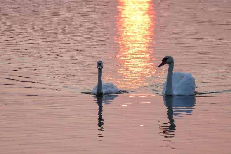 two swans swimming in a large body of water