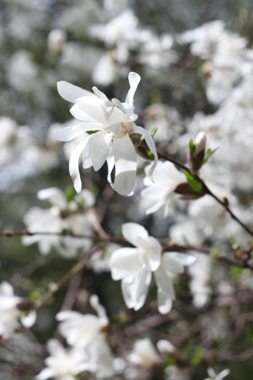 a bunch of white flowers that are on a tree