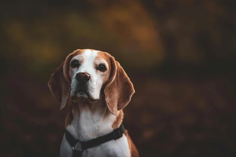 the beagle has long white legs and a brown muzzle