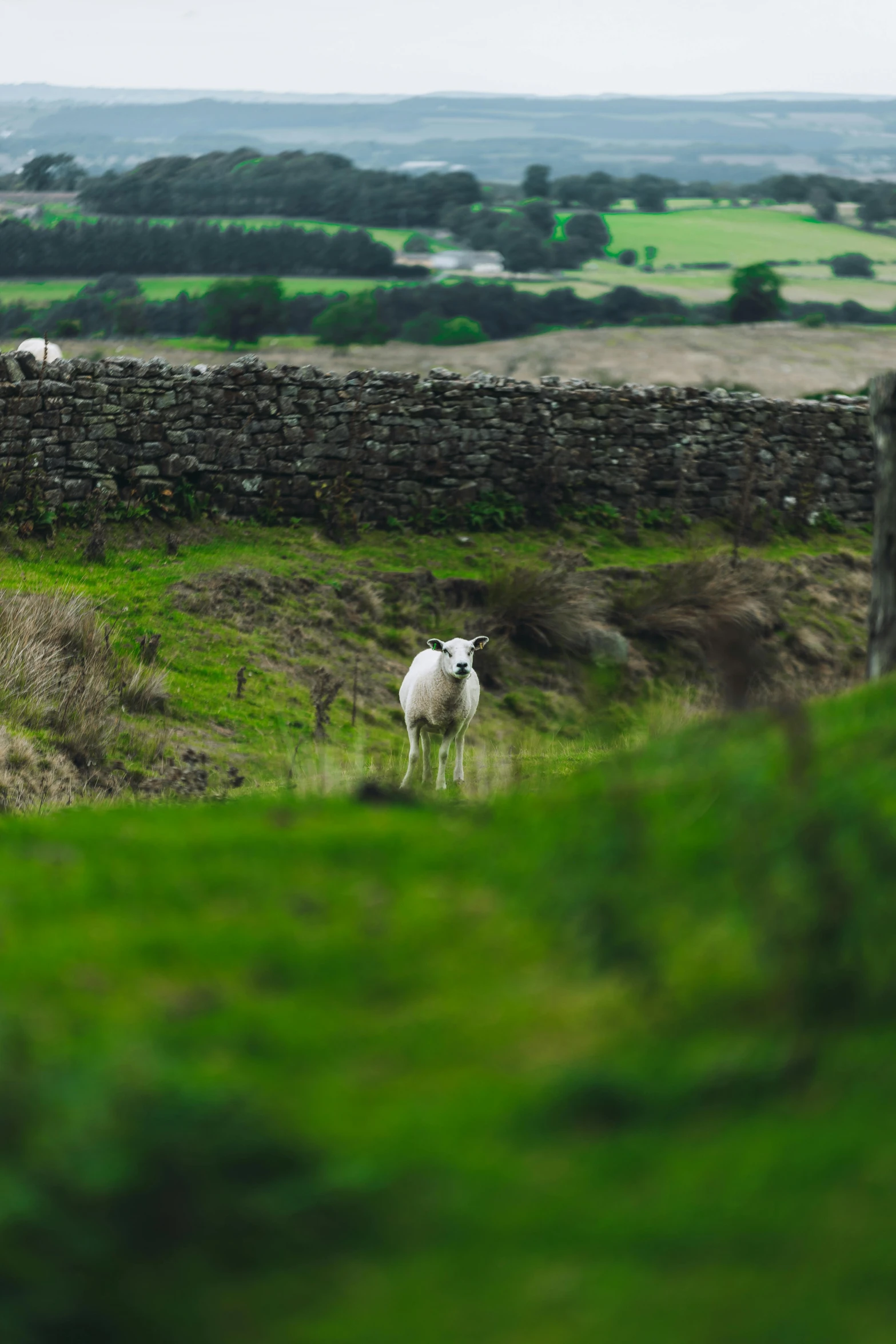 a sheep is standing in a lush green pasture