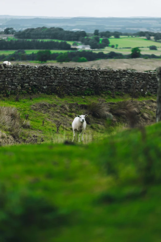 a sheep is standing in a lush green pasture