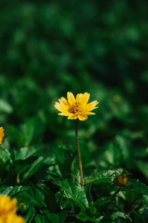 a flower with some yellow flowers and green leaves