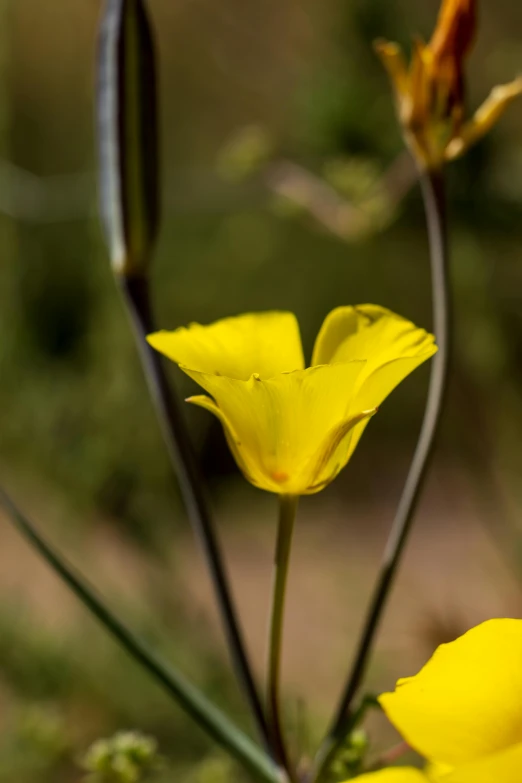 yellow flowers with green stems and buds in front