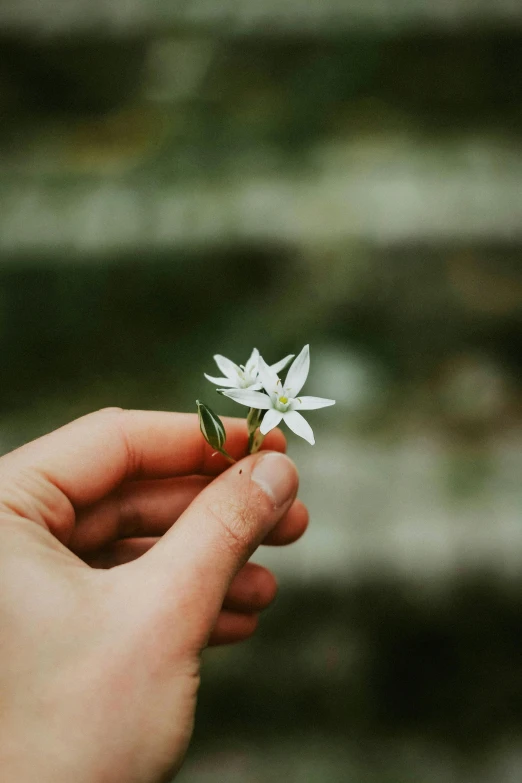 someone holds out their hand with the tiny white flower