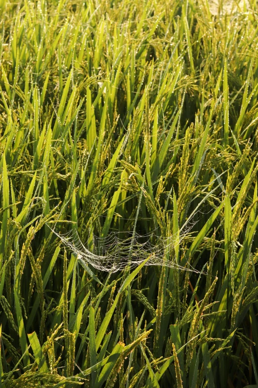 a spider sits on a web in the grass