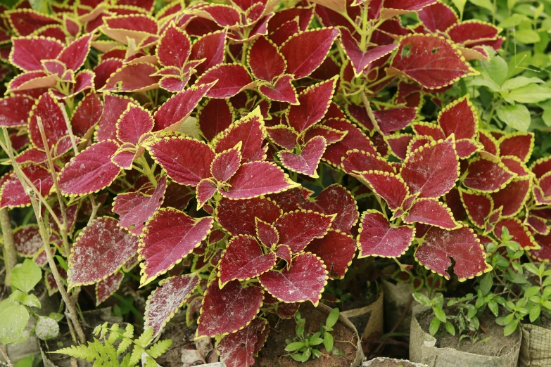 a green and red bush with little flowers