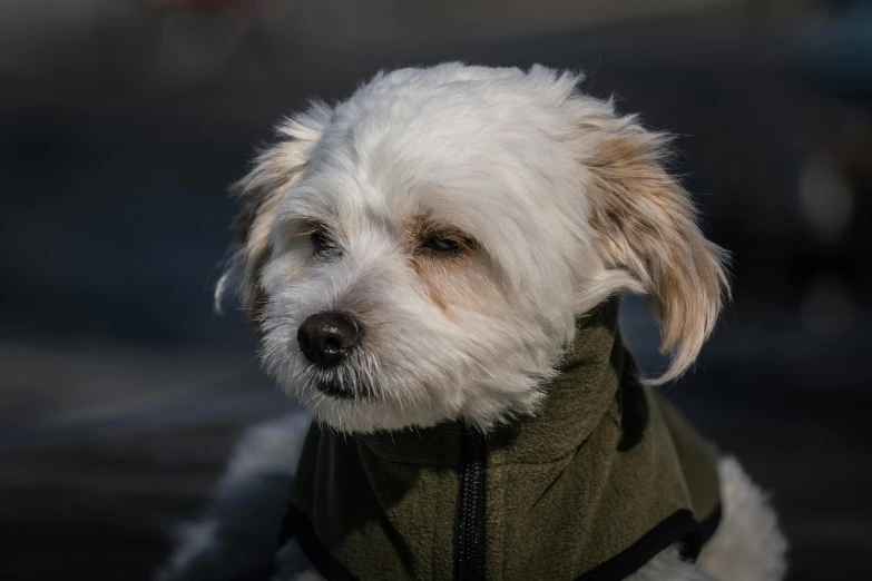 a small dog with a green jacket on and staring at the camera