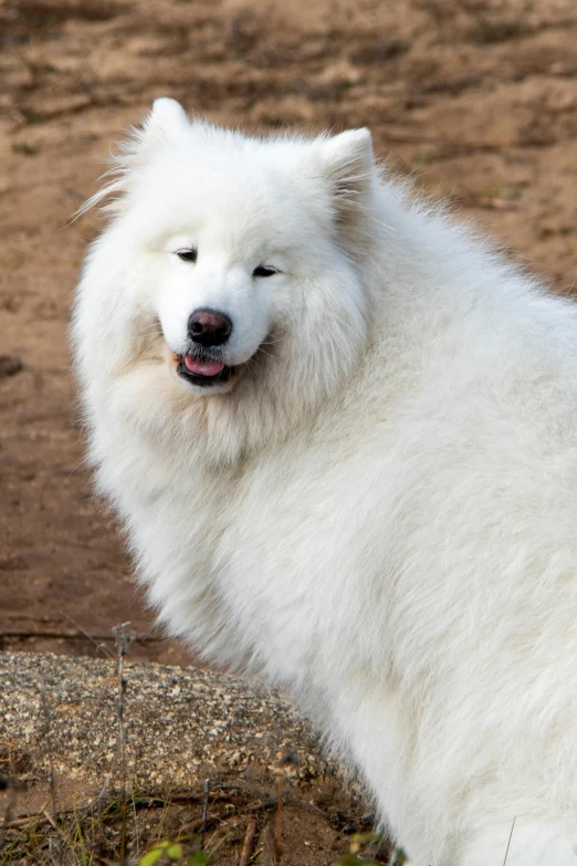 a white dog with a large gy beard sitting on top of a log