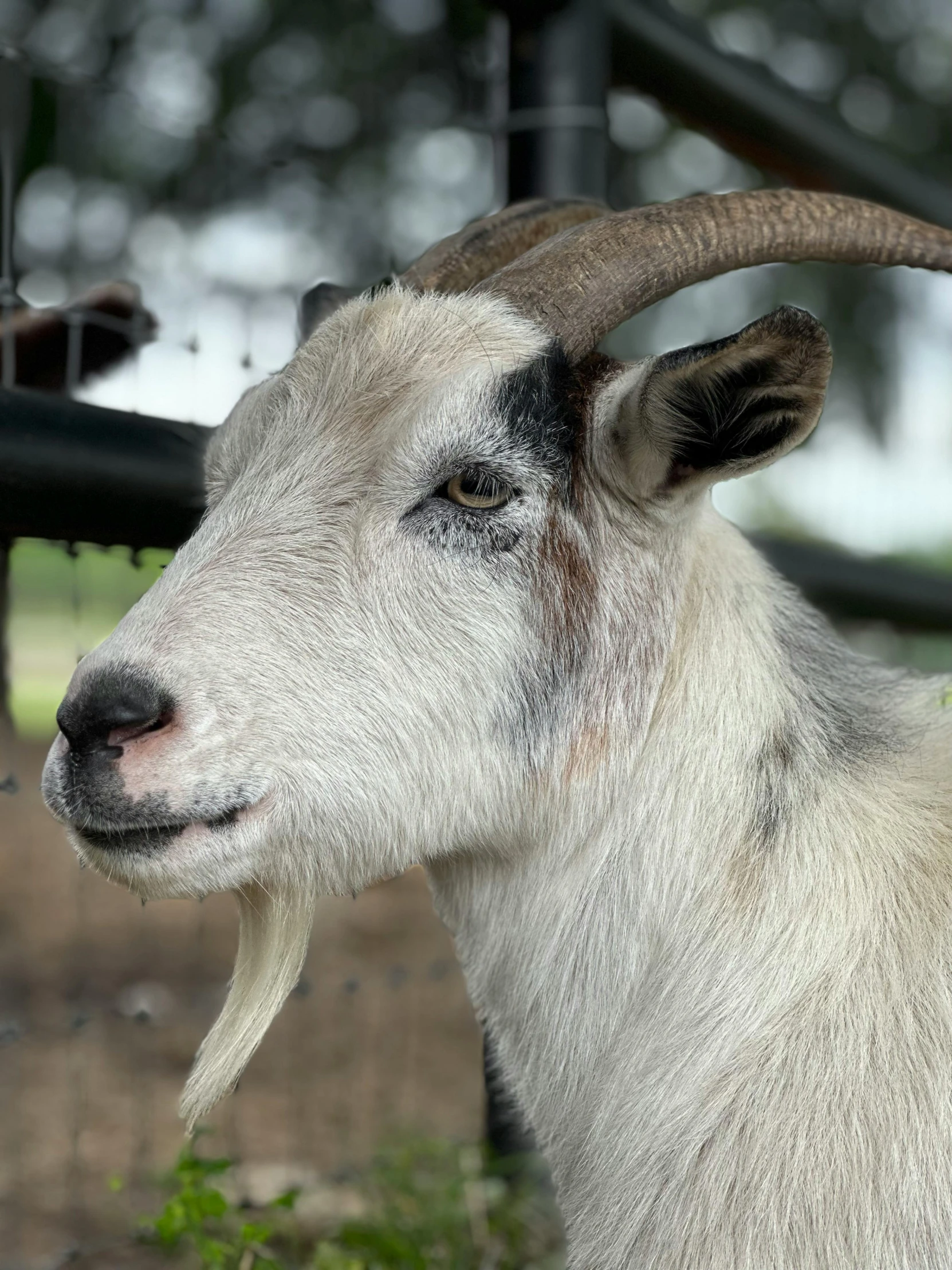 a close - up of a goat with long horn and very sharp horns