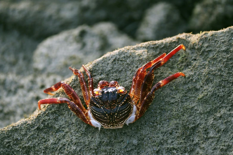 a crab crawling on top of some large rocks