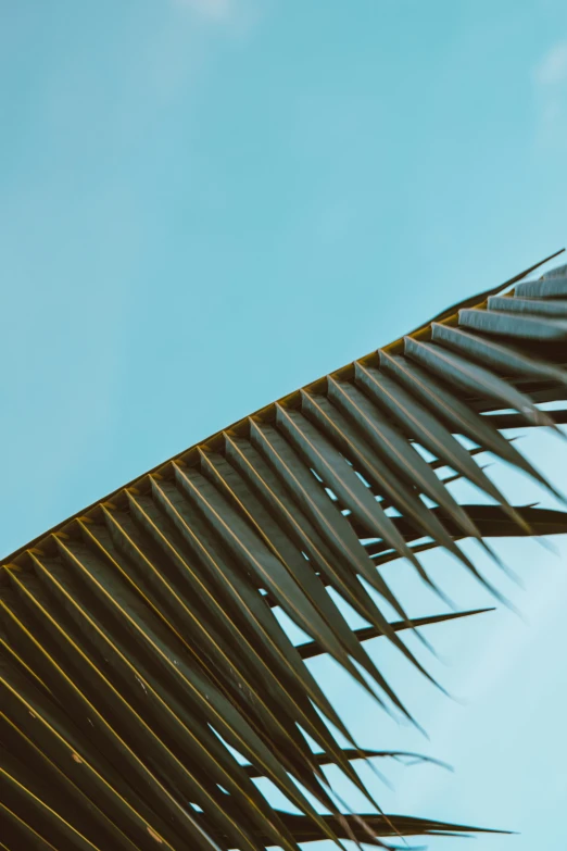 palm leaves against a blue sky in the sun