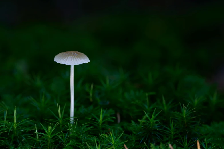white mushroom in grass with dark background