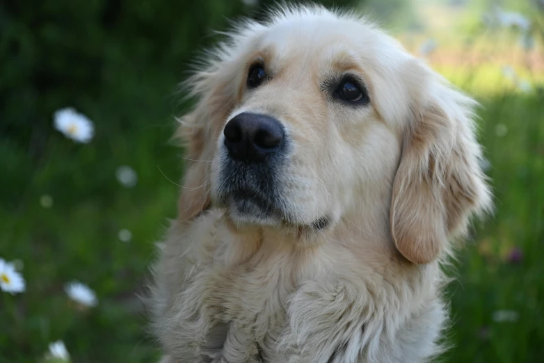 a dog has a long white coat and is looking to the left