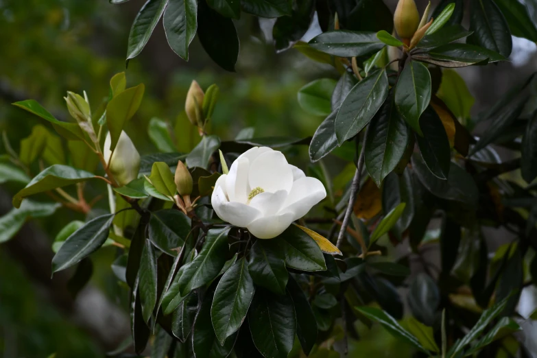 a close up of some leaves on a tree with flowers