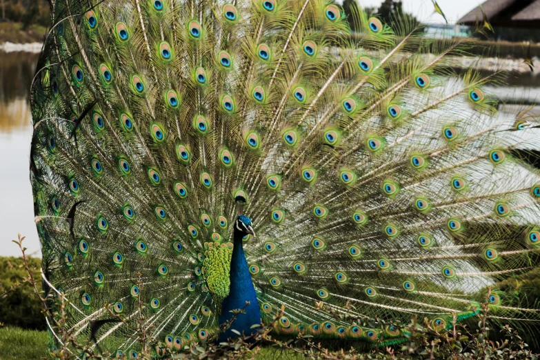 a very big pretty peacock with its feathers out