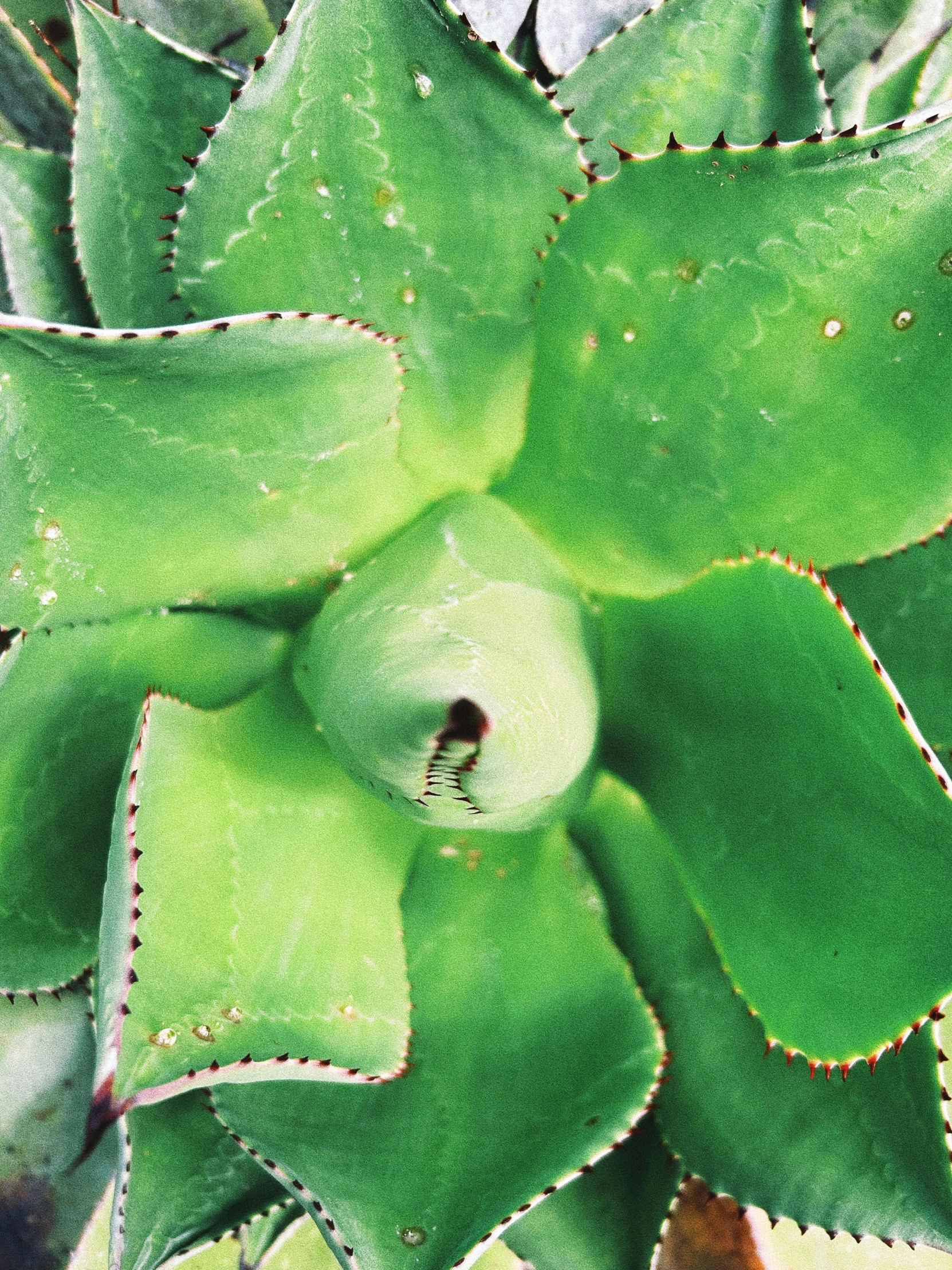 a green plant with lots of leaves growing out of it