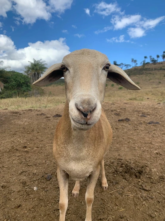 a large goat with horns standing on the ground