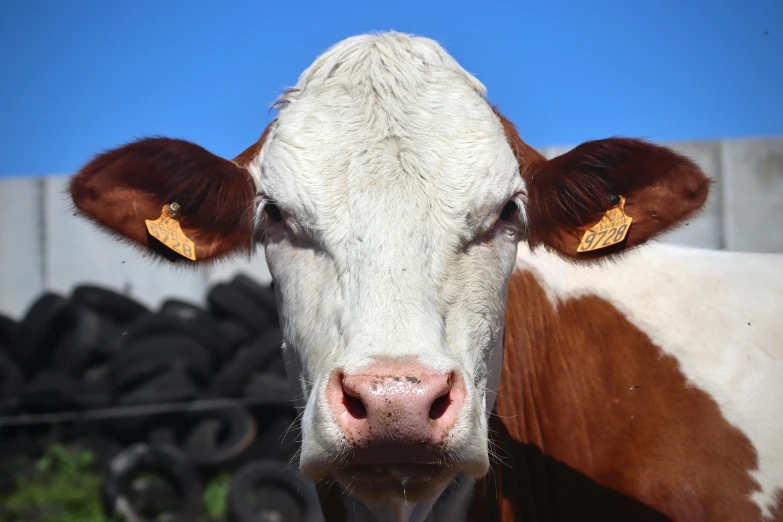 a close up po of the face of a cow