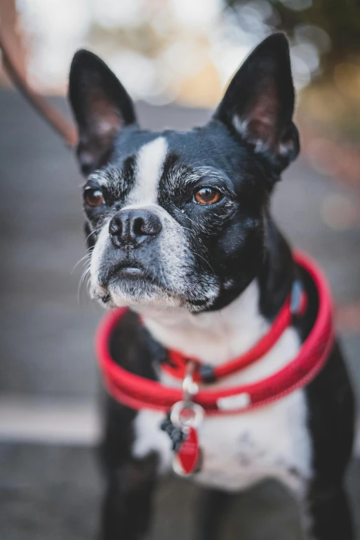 an adorable dog with a red collar looking up