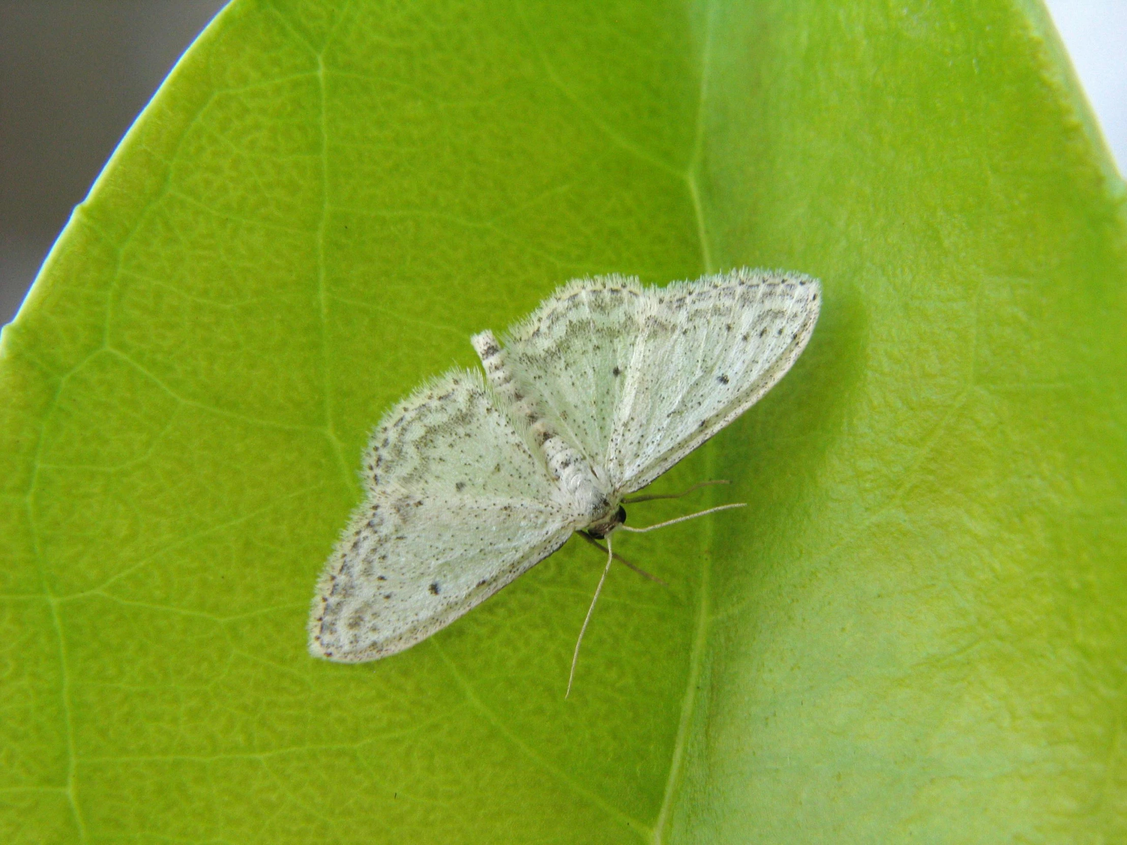 a white bug is on a green leaf