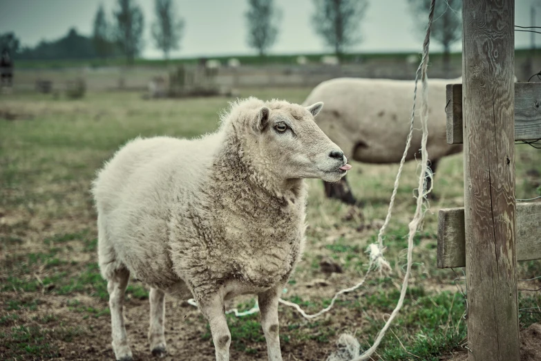 sheep in a pasture that is fenced in with some rope