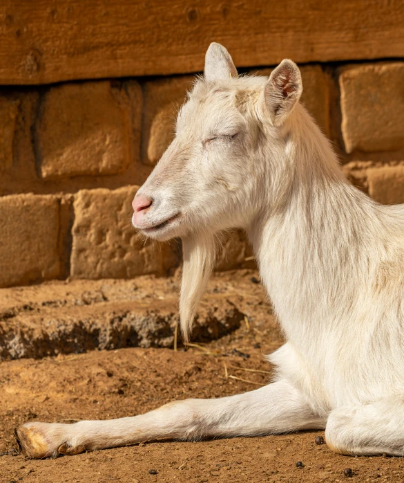 a white goat sitting on dirt ground next to wall