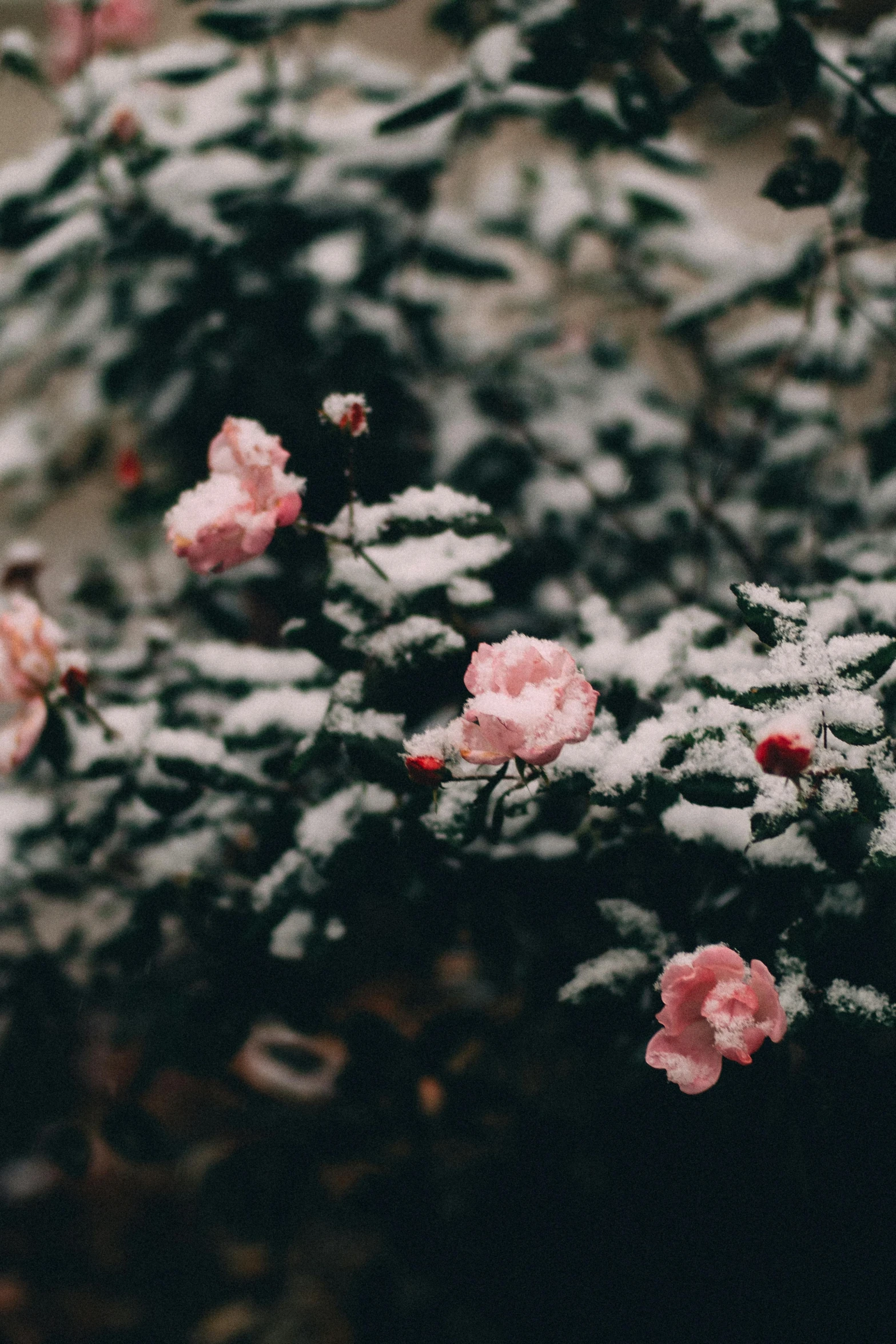 several pink flowers are shown with snow on the top