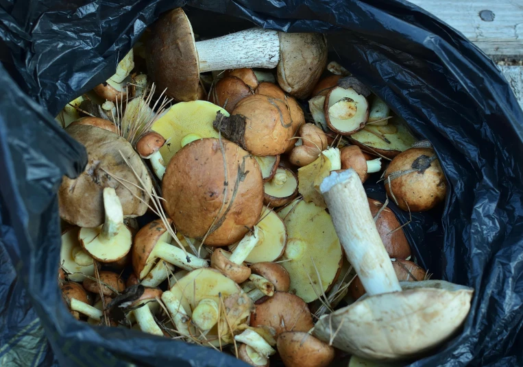 mushrooms are piled in an empty black bag