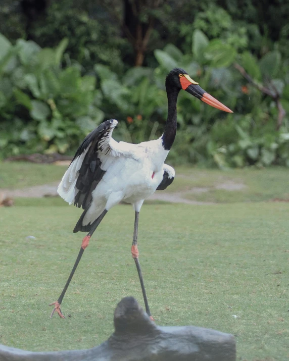 a black and white bird with long legs, standing in the grass