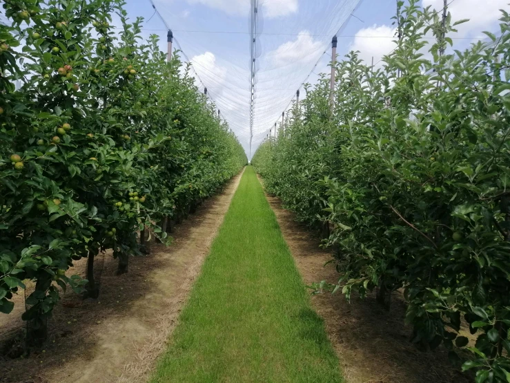 rows of trees in an orchard of various types