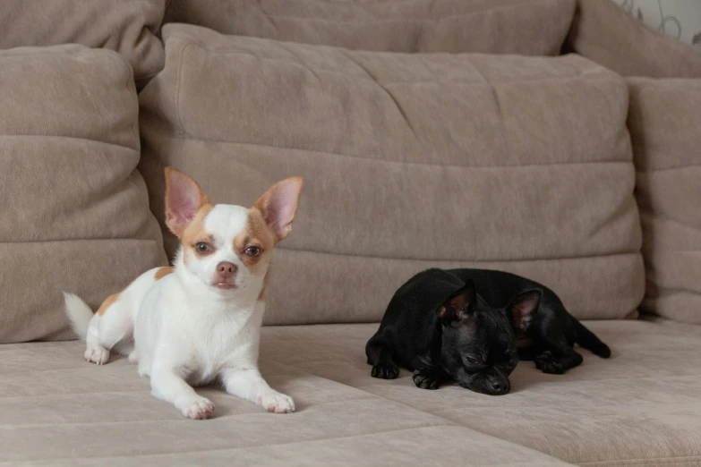 a couple of dogs sitting on top of a couch