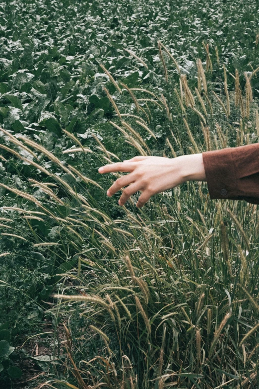 someone reaching for a plant with its hand