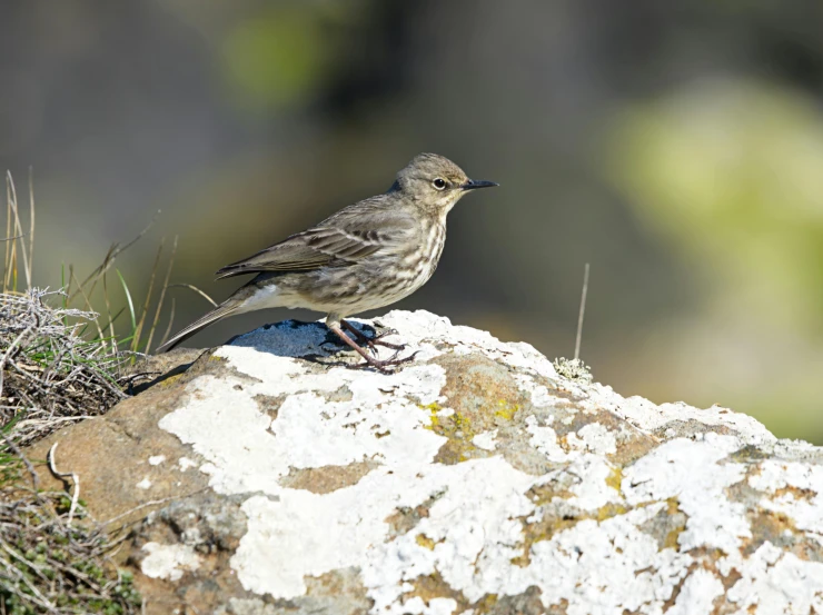 a small bird standing on top of a rocky cliff