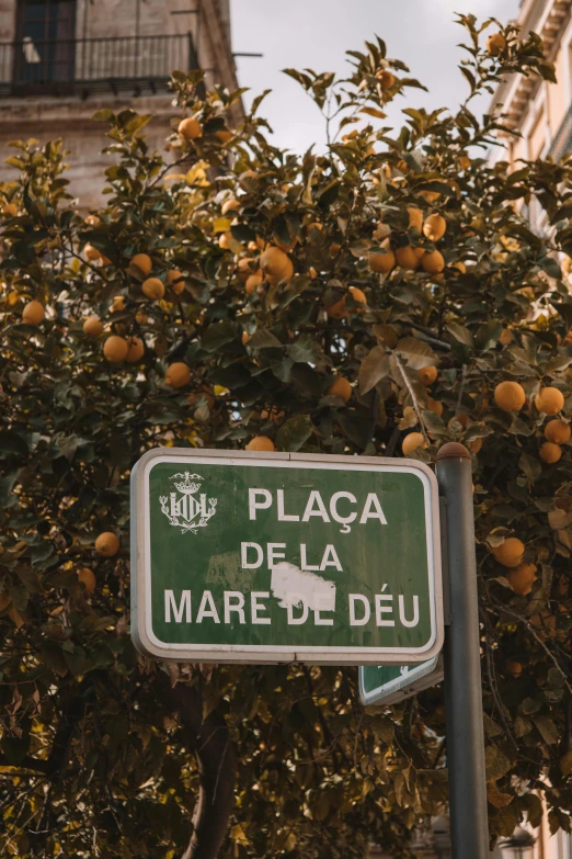 a green street sign below a tree with lots of oranges on it