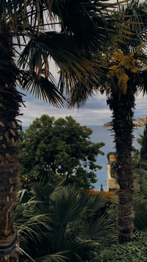 a couple of palm trees are on the side of the water